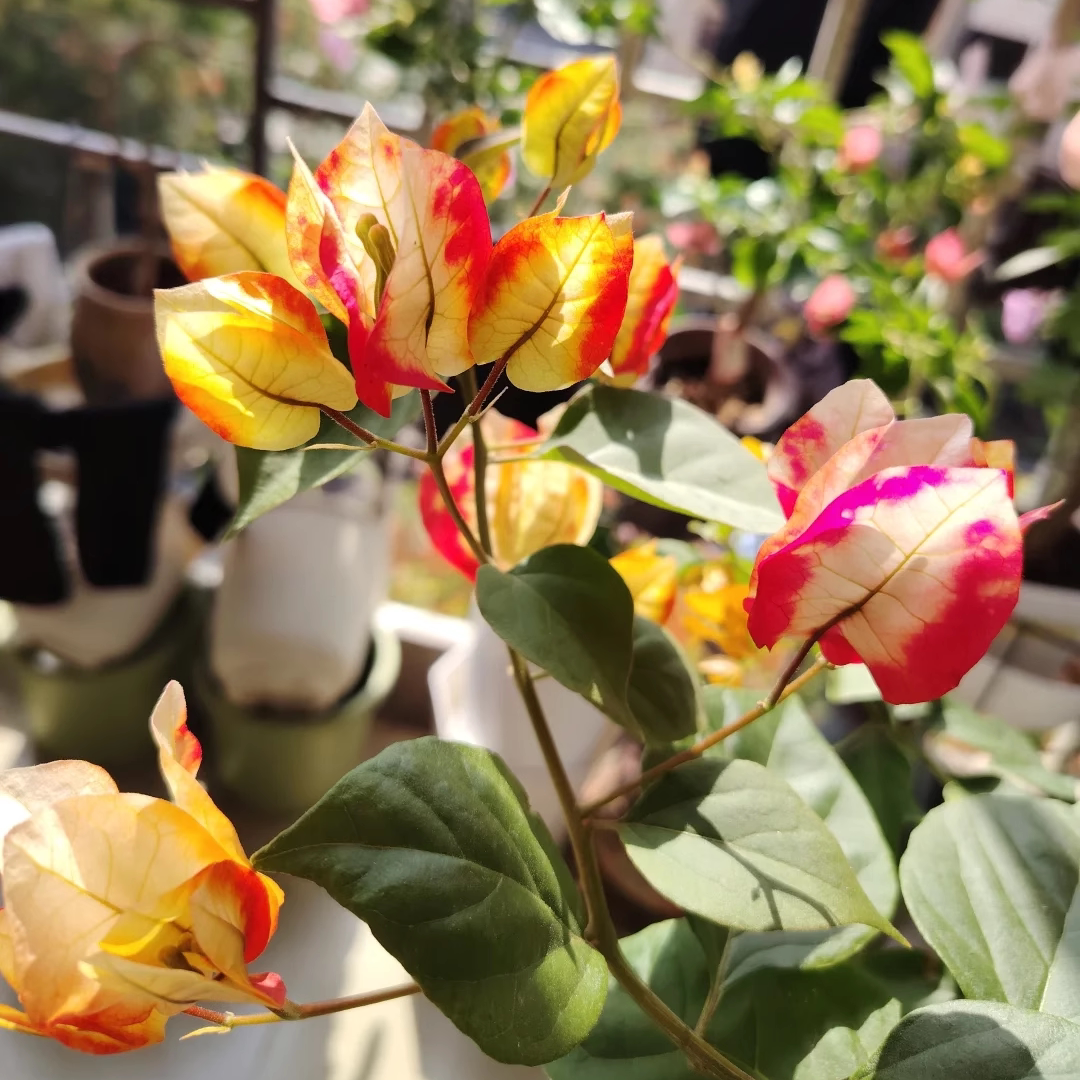 飞鸟三角梅盆栽大苗重瓣勤花老桩室内外爬藤植物红梅花卉多季开花