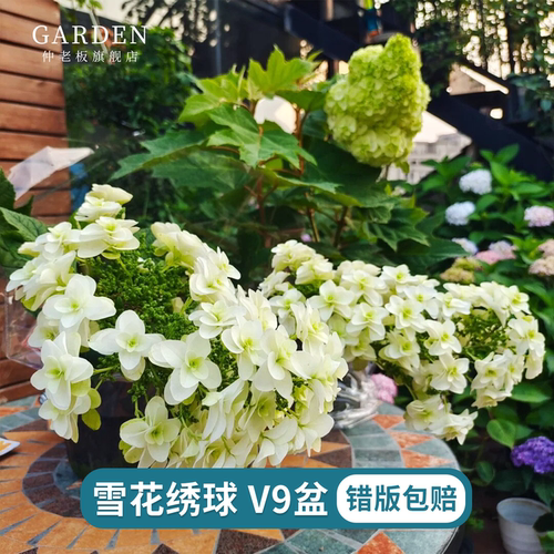 新品雪花球花盆栽无尽夏绣球