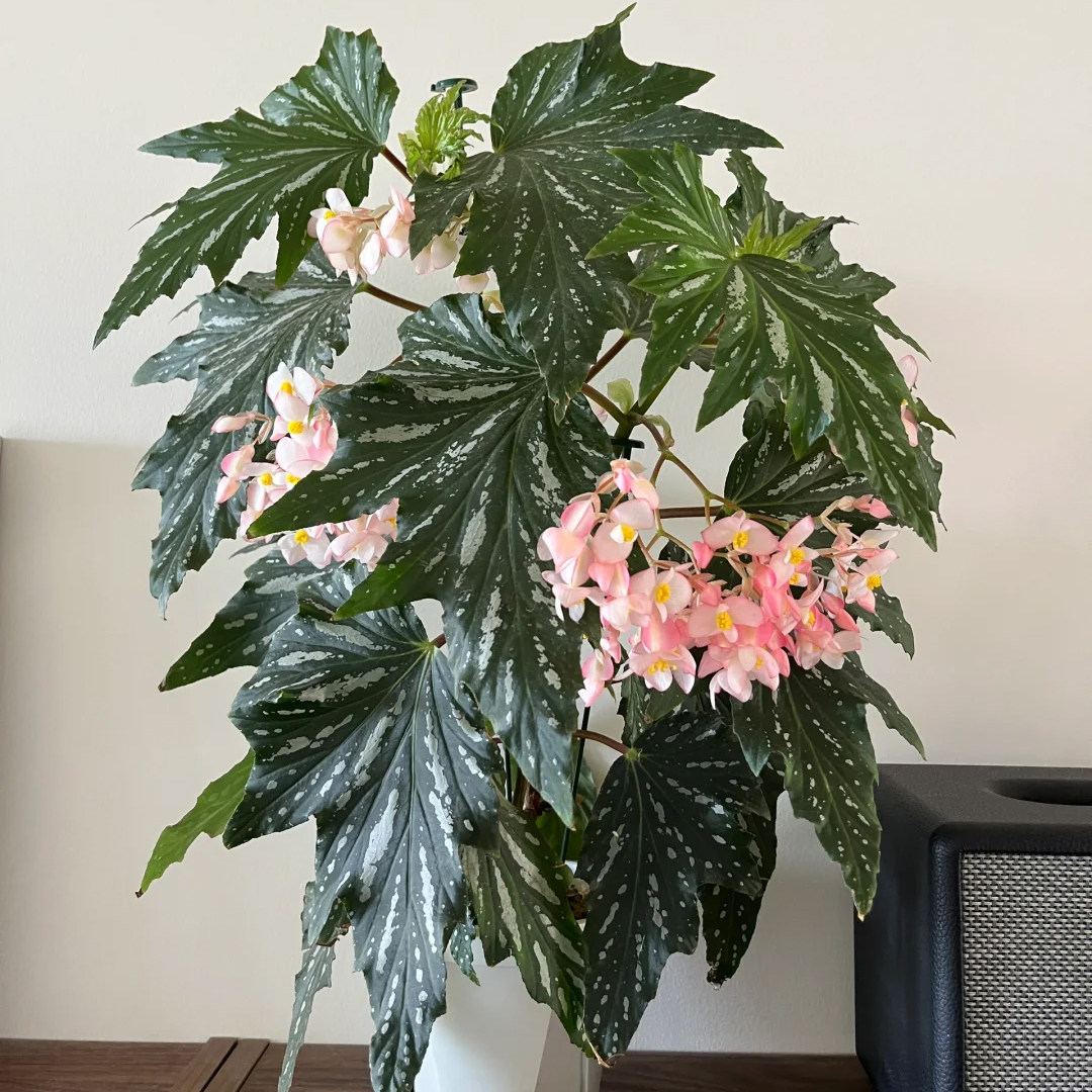 乌头杂秋海棠网红ins绿植盆栽室内阳台花卉进口观赏植物好养易活