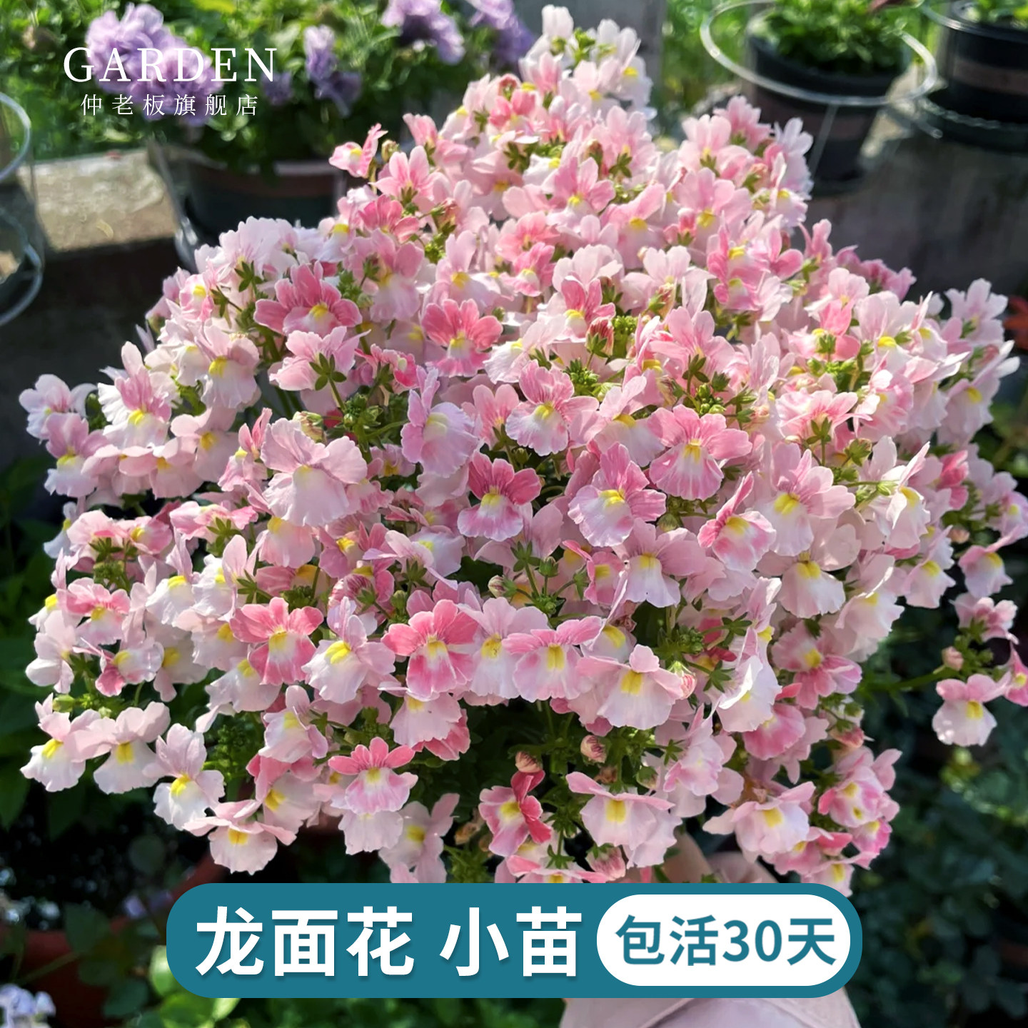 芬香龙面花苗盆栽阳台草花庭院阳台室内花园耐寒多年生易爆盆爆花