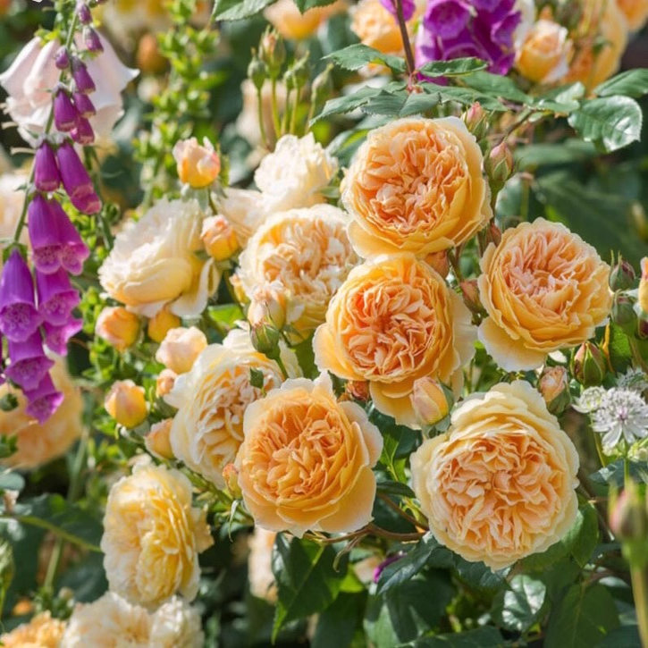 欢笑格鲁吉亚中苗新品月季苗