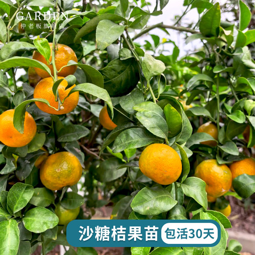 广西沙糖桔子树苗嫁接金葵砂糖橘