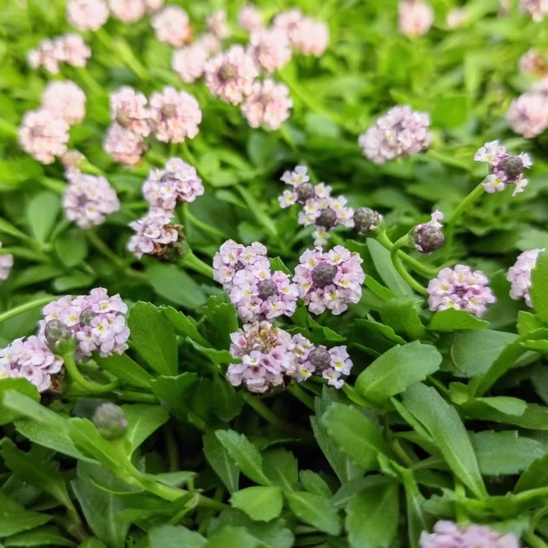 姬岩垂草耐踩地被植物