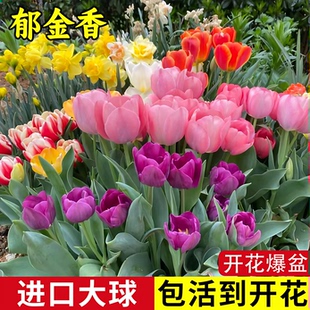 进口郁金香5颗大种球四季 种植开花阳台耐寒土水培盆栽风信子花卉