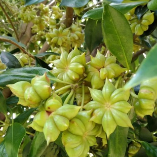 八角树树苗嫁接苗罗马八角苗茴香大料好养矮化丰产带营养杯带叶子