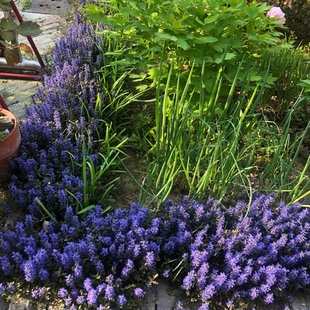 姬十二单筋骨草山野花巧克力片室内外耐寒耐阴宿根多年生花镜植物