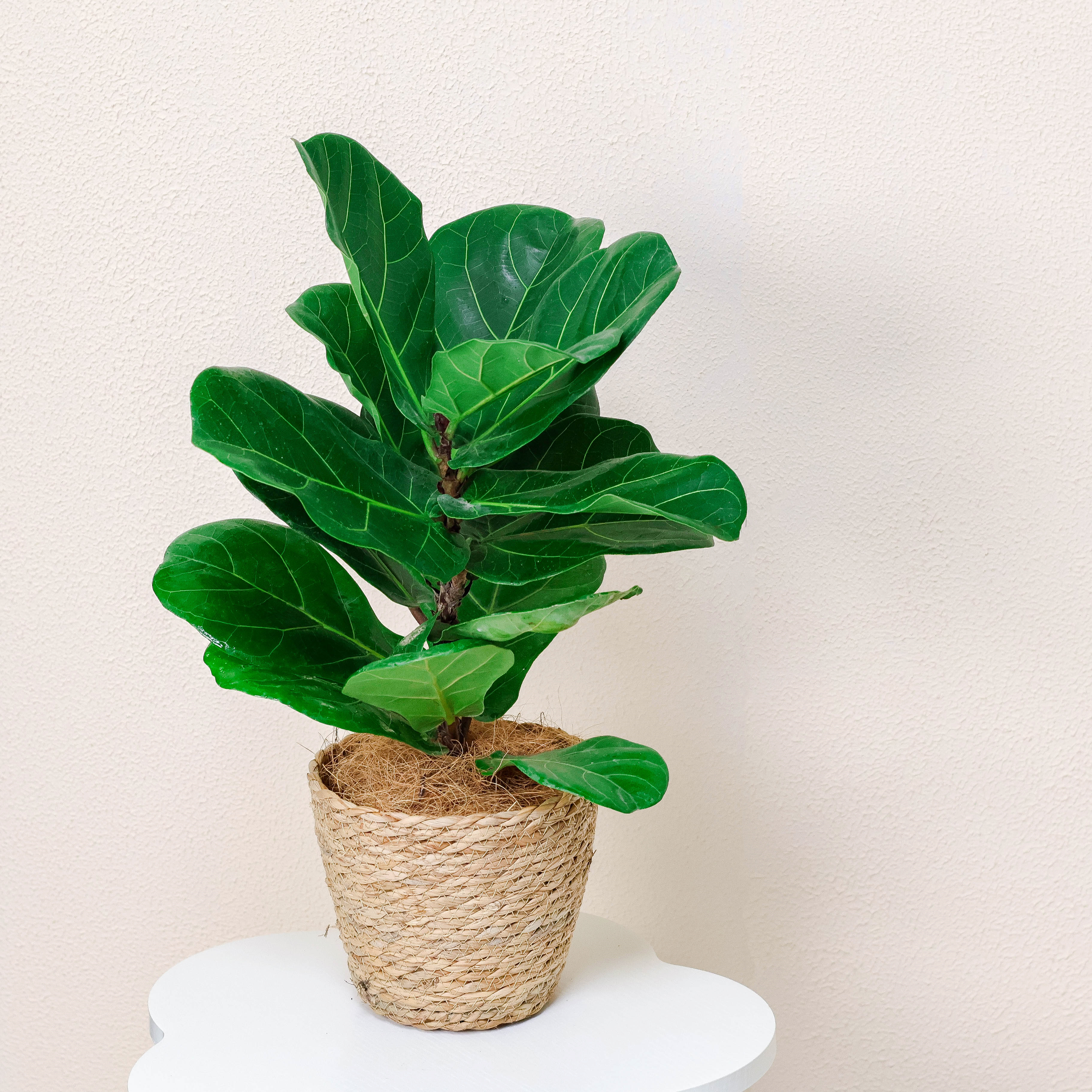 琴叶榕绿植盆栽卧室内客厅阳台