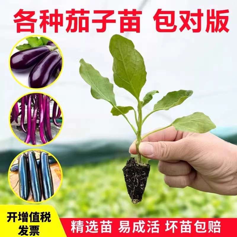 带土带根茄子苗蔬菜幼苗秧苗紫长茄苗种籽线茄阳台盆栽辣椒番茄苗