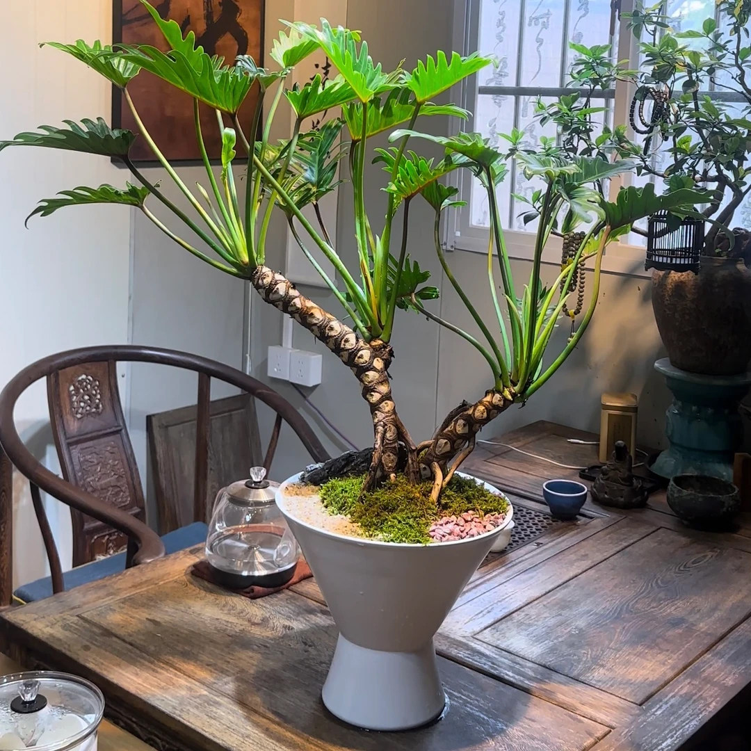 小天使蔓绿绒麦橙柄观叶绿植室内盆栽阳台办公桌好养常绿网红热植