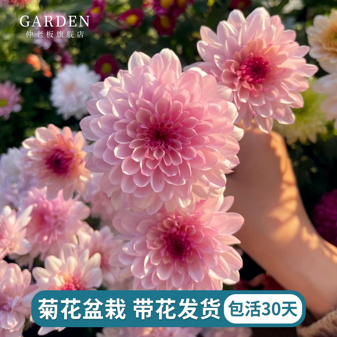 菊花盆栽带花苞荷兰菊大苗四季花阳台庭院耐寒耐热小雏菊花卉绿植