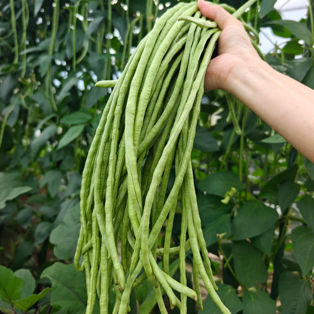 豇豆种子蔬菜种籽长四季豆芸豆图片