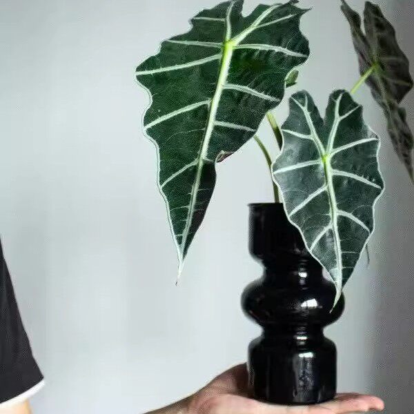 大仙女海芋观音莲植物盆栽室内客厅阳台绿植盆景 好养耐看高质感