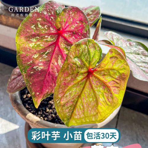 彩叶芋小苗穴盘苗植物盆栽热植