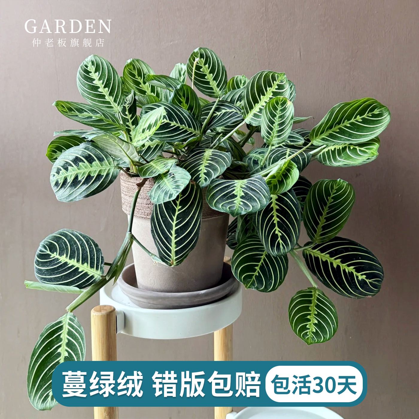 叶蝉竹芋蔓绿绒麦克道尔橙柄观叶绿植室内盆栽阳台办公桌好养常绿