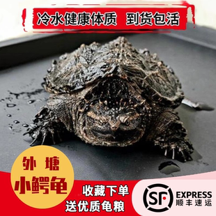 北美小鳄龟苗活物宠物龟观赏龟杂佛食肉龟水龟外塘凶猛小乌龟活物