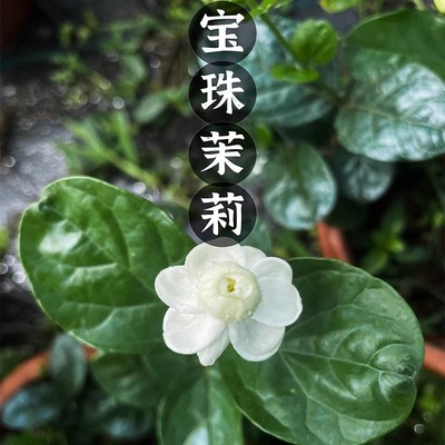 圆叶宝珠茉莉重瓣多季开花老桩