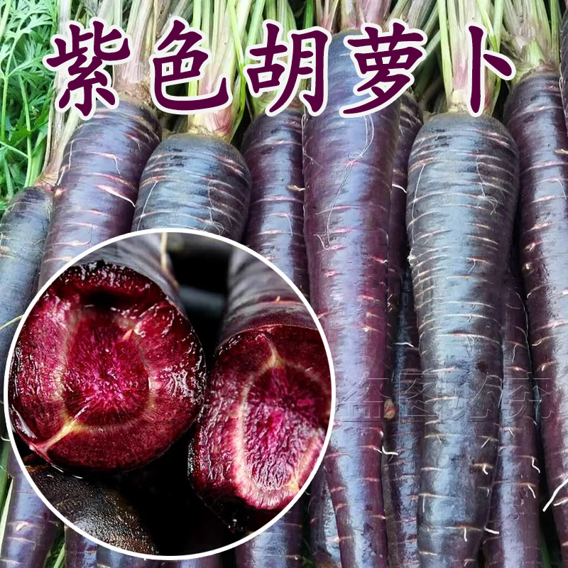 紫色胡萝卜种子孑紫黑色水果胡罗卜菜籽庭院阳台盆栽四季蔬菜种籽
