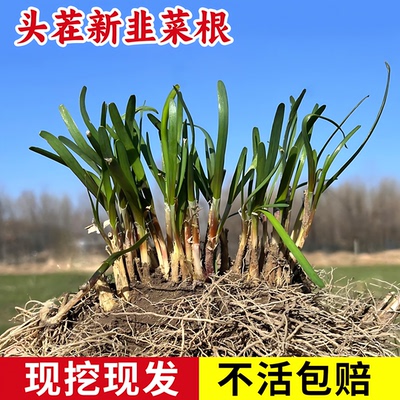 韭菜根苗现挖宽叶紫根韭菜苗紫根