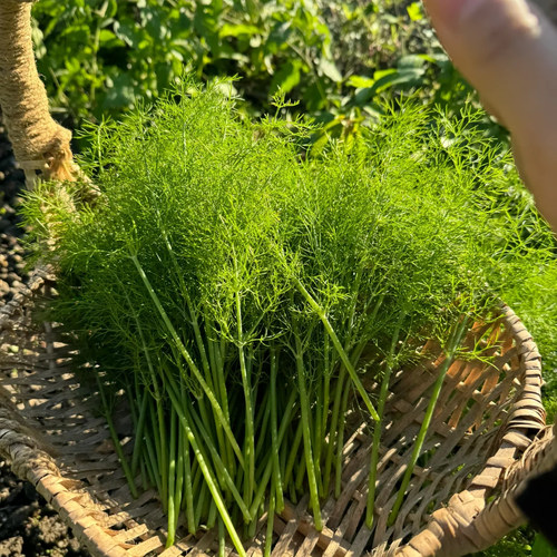 割茬小茴香种子茴香种籽菜种籽
