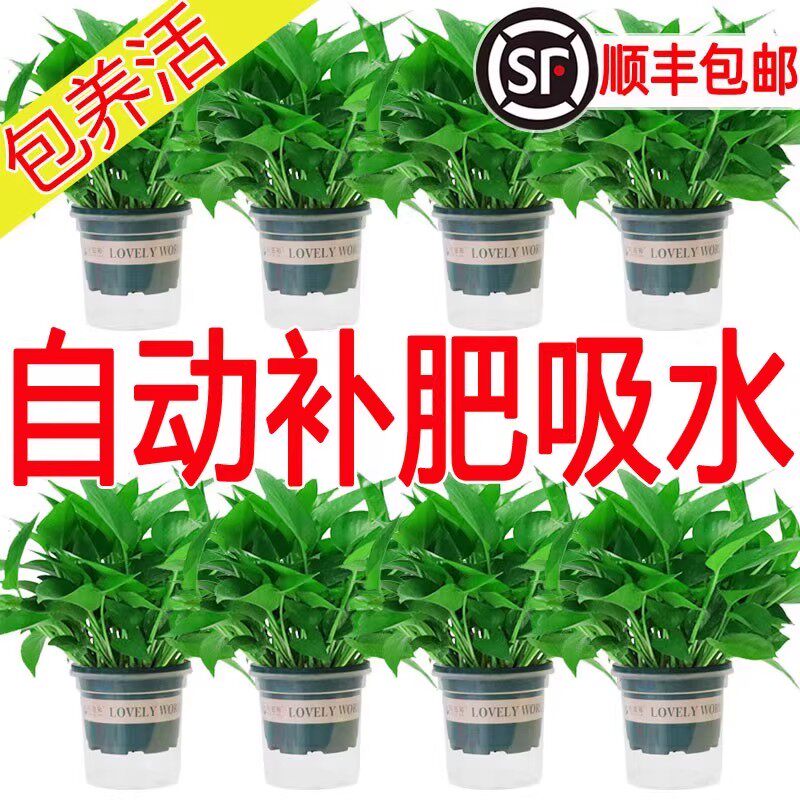 绿萝盆栽室内家用绿植净化空气