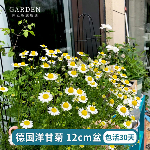 德国洋甘菊荷留兰香盆栽好养植物