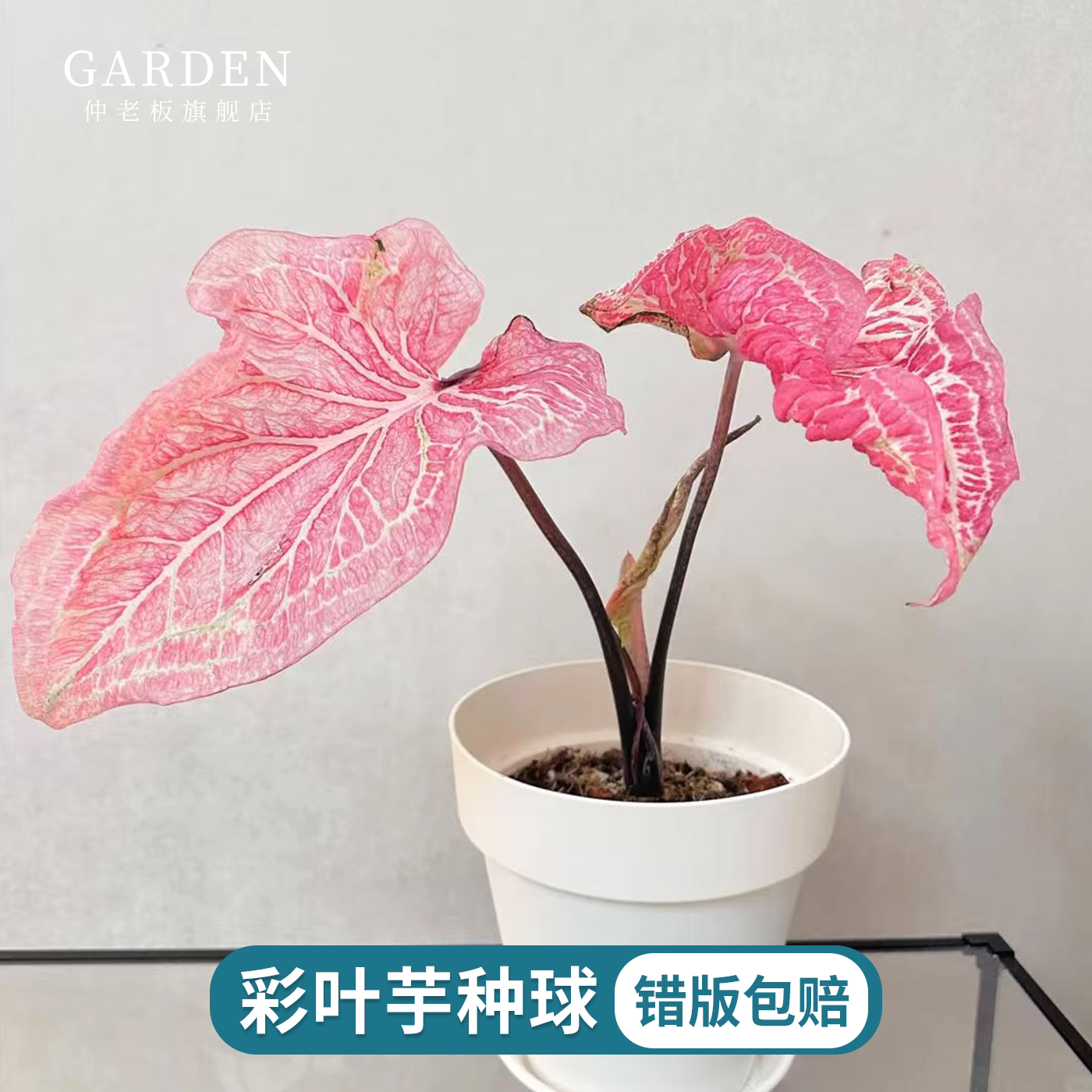 彩叶芋种球白色恋人粉色飞溅植物图片