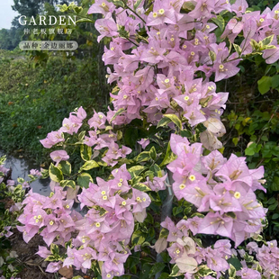 金边丽娜三角梅盆栽大苗重瓣勤花老桩室内外爬藤植物多季开花好养