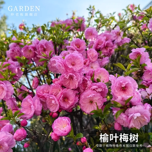 榆叶梅树苗重瓣丛生花树耐寒盆栽花卉阳台地栽庭院梅花树苗绿化苗