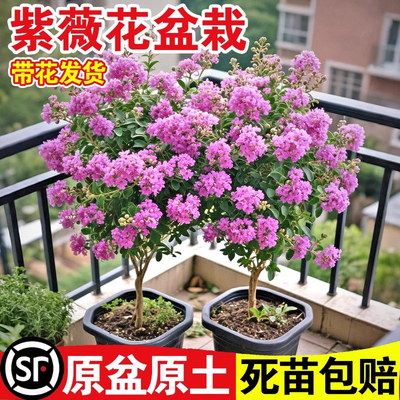 紫薇花盆栽带花大苗室内鲜花植物