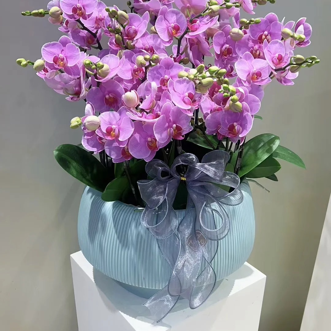 紫蝶三花剑蝴蝶兰花苗带花剑好养