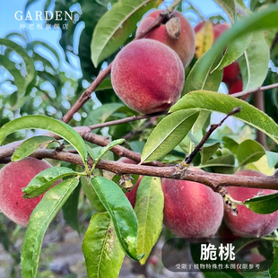 正宗四川桃树苗脆桃嫁接果苗新品种树苗阳山桃子苗雪冬桃黄桃果树