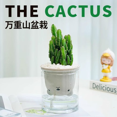 多肉植物万重山仙人掌小盆栽办公