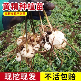 黄精种植苗老虎姜苗姜型易种多花不倒苗黄精红花滇可盆栽黄精种苗