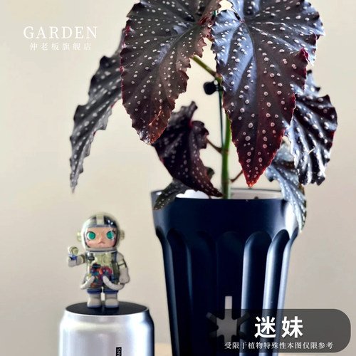 迷妹蟆叶秋海棠观叶植物蓝孔雀