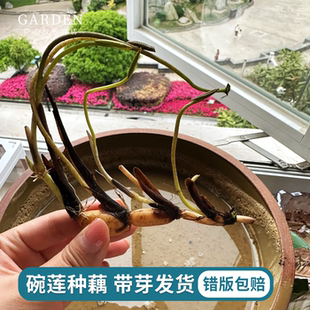 碗莲种藕根茎带芽小型荷花苗水培植物四季盆栽睡莲室内外水生花卉
