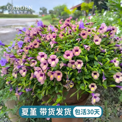 垂吊夏堇花苗带花耐热耐晒好养