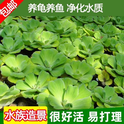 水芙蓉水浮莲水浮萍水葫芦水生