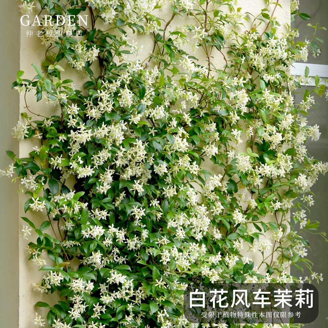 风车茉莉大苗老桩爬藤植物四季常青开花阳台藤蔓庭院阳台浓香花卉,鲜花速递/花卉仿真/绿植园艺,时令草本花卉,淘宝优惠券,粉丝福利购,淘宝优惠卷