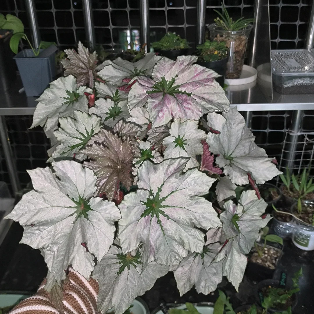 微风胭脂蟆叶秋海棠  室内网红盆栽白蜗牛火烈鸟高端观叶植物蓝