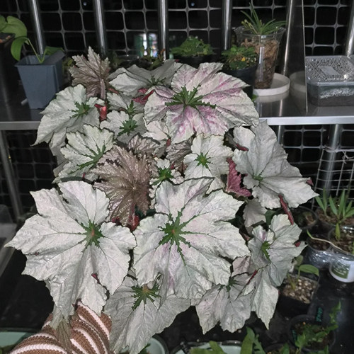 微风胭脂果酱蟆叶秋海棠观叶植物