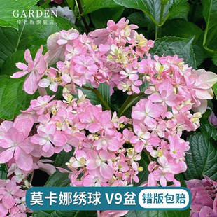 莫卡娜绣球花盆栽大苗室内阳台庭院绿植大花木本绣球四季好养易活