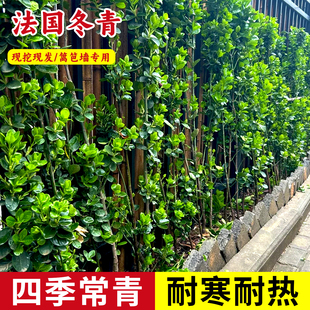 冬青树苗法国直立篱笆墙庭院围墙植物四季常青耐寒绿篱北海道黄杨