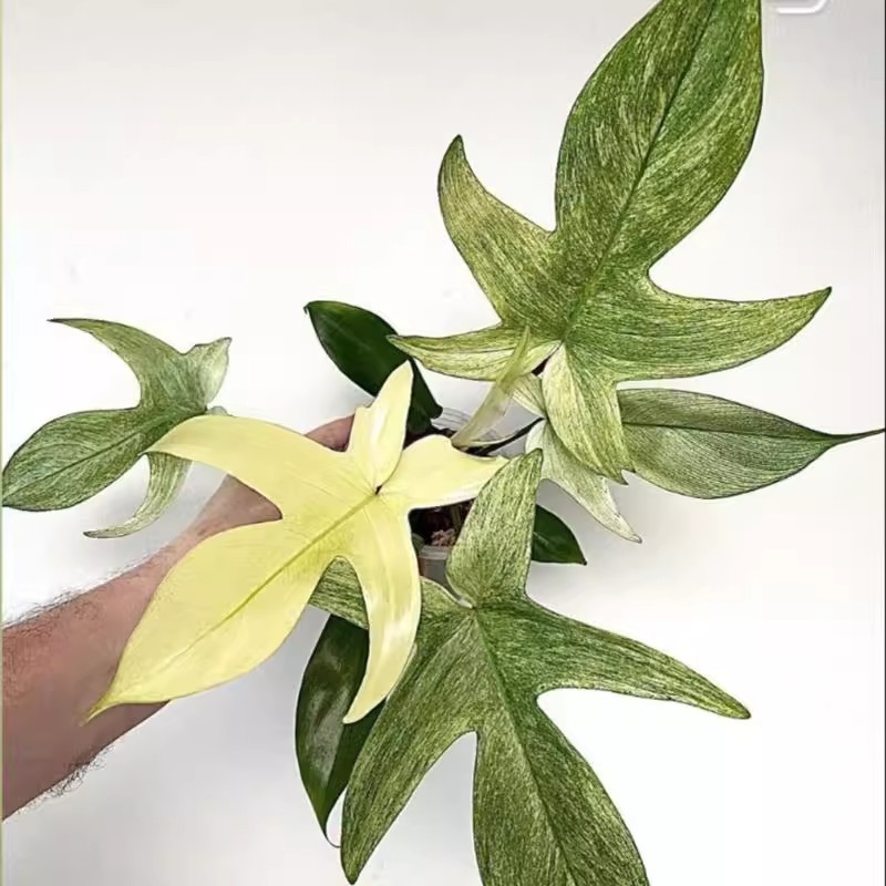 成品盆栽幽灵飞机蔓绿绒佛罗里达室内耐阴的绿植好养活趣味花卉图片