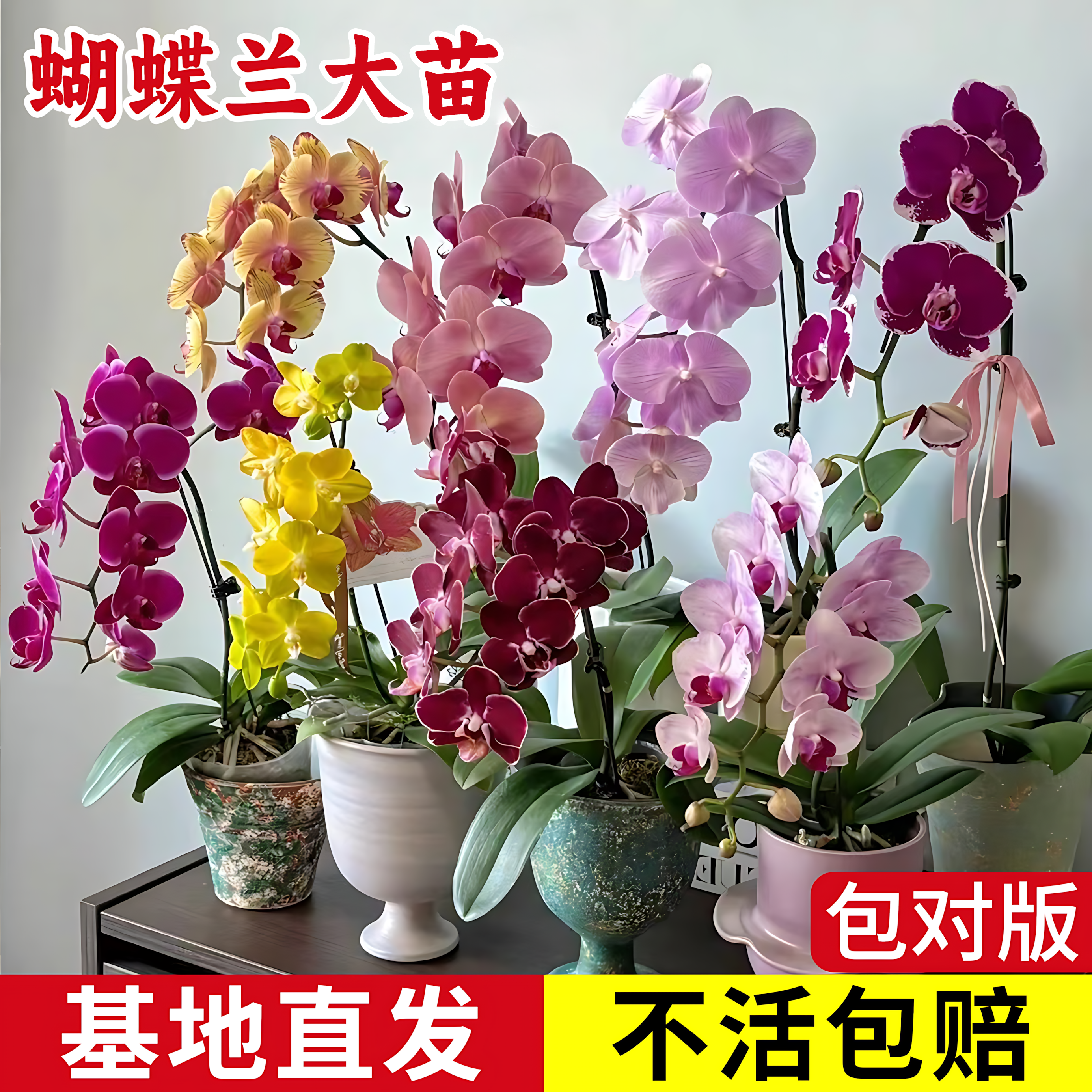 蝴蝶兰花苗盆栽兰花大苗年宵花客厅室内植物花卉绿植四季好养活
