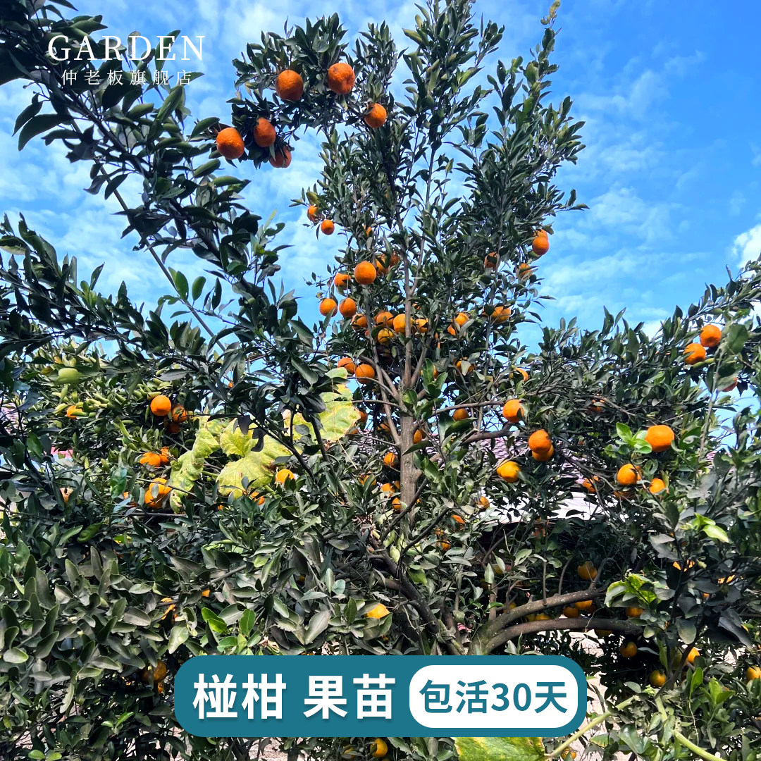 四川嫁接 椪柑树苗芦柑梅柑带土营养杯桔子柑橘树苗 碰柑盆栽地栽