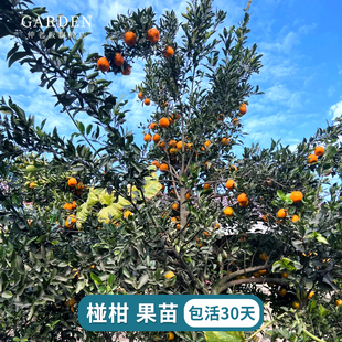 四川嫁接 椪柑树苗芦柑梅柑带土营养杯桔子柑橘树苗 碰柑盆栽地栽