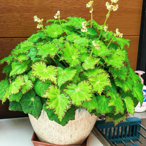 绿怪物秋海棠蟆叶类赏花盆栽花卉