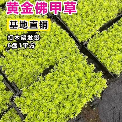 佛甲草苗黄金金叶佛甲草草皮过路