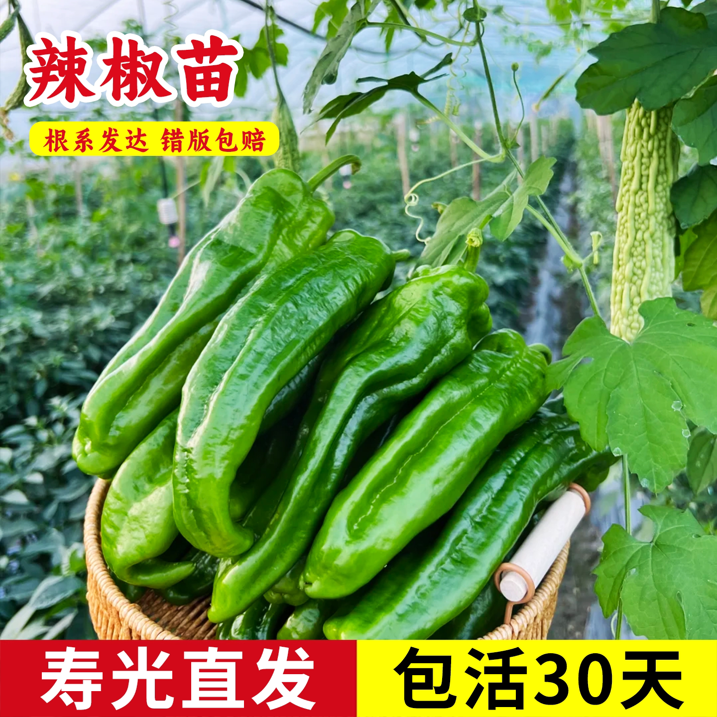 辣椒苗秧苗皱薄皮甜椒线椒树苗蔬菜苗西红柿茄子南方黄瓜盆栽种苗