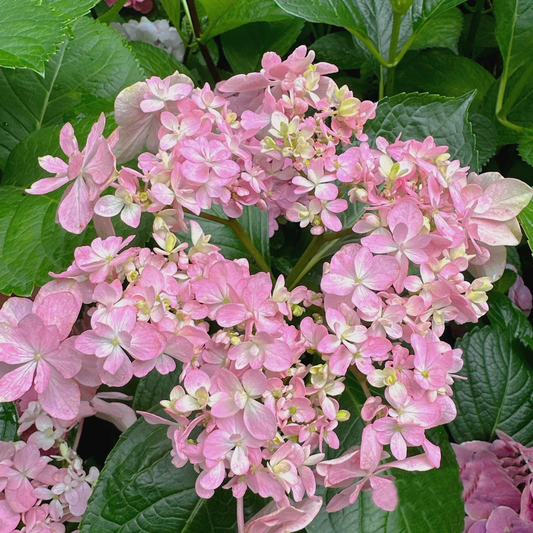 莫卡娜绣球花盆栽室内阳台木本